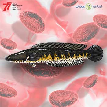 Widya Herbal Indonesia Ikan Gabus